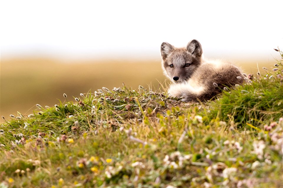 Juvenile Arctic fox