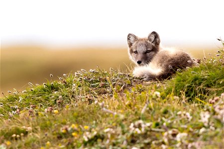 Juvenile Arctic fox photo