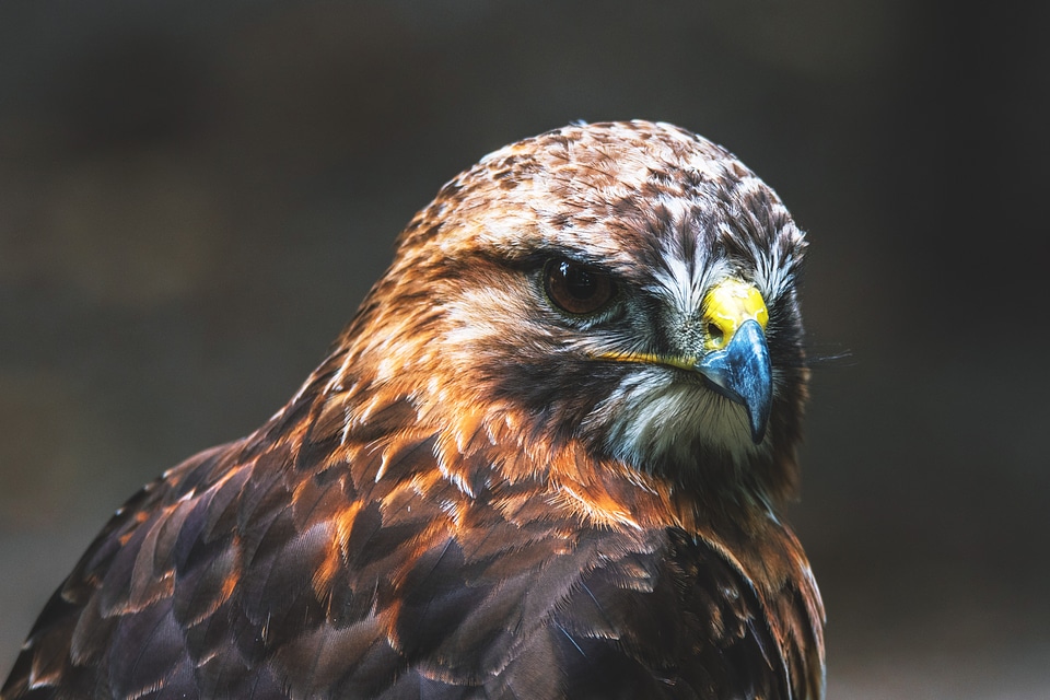 Buzzard Bird photo