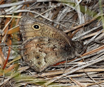 WOOD NYMPH, DISGUISED (Cercyoni incognita) (07-31-2022) titlow road, humboldt co, ca -06