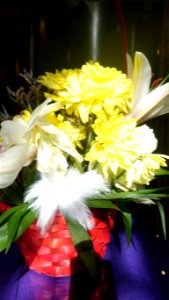 flori_flowers-花卉-2023_0226_132423(2)