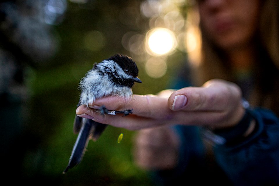 Black-capped Chickadee - Poecile atricapillus photo