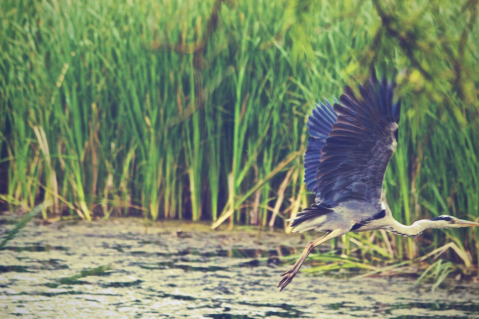 Bird Flying Lake photo