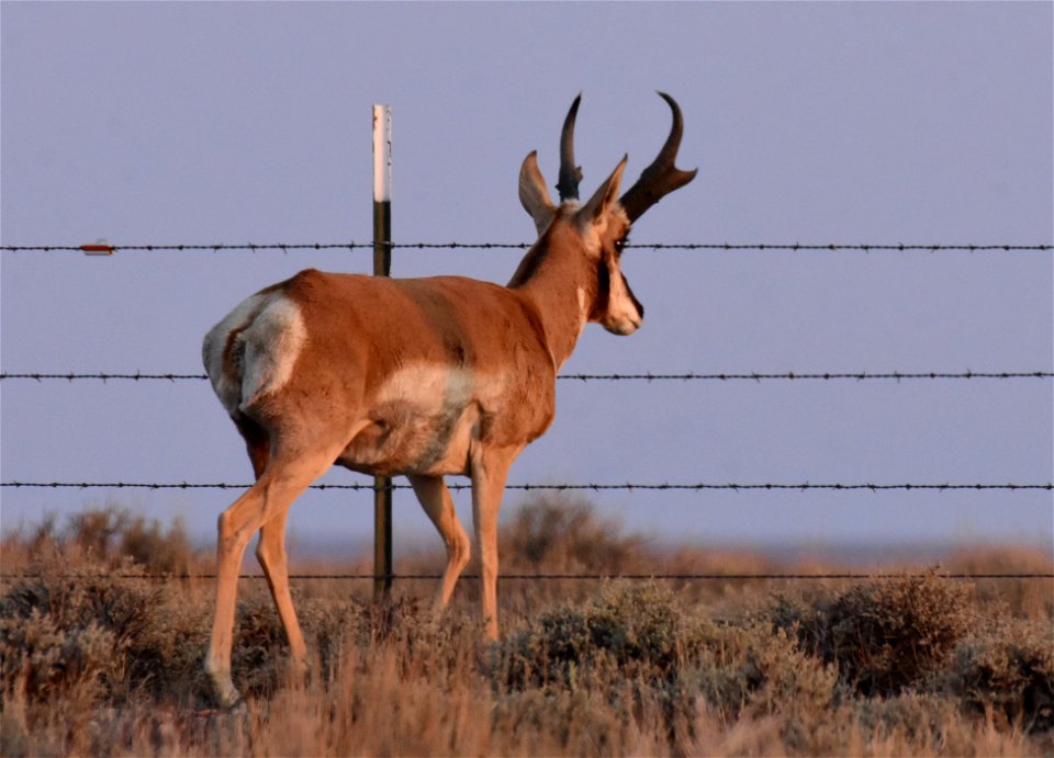 Pronghorn at Seedskadee National Wildlife Refuge