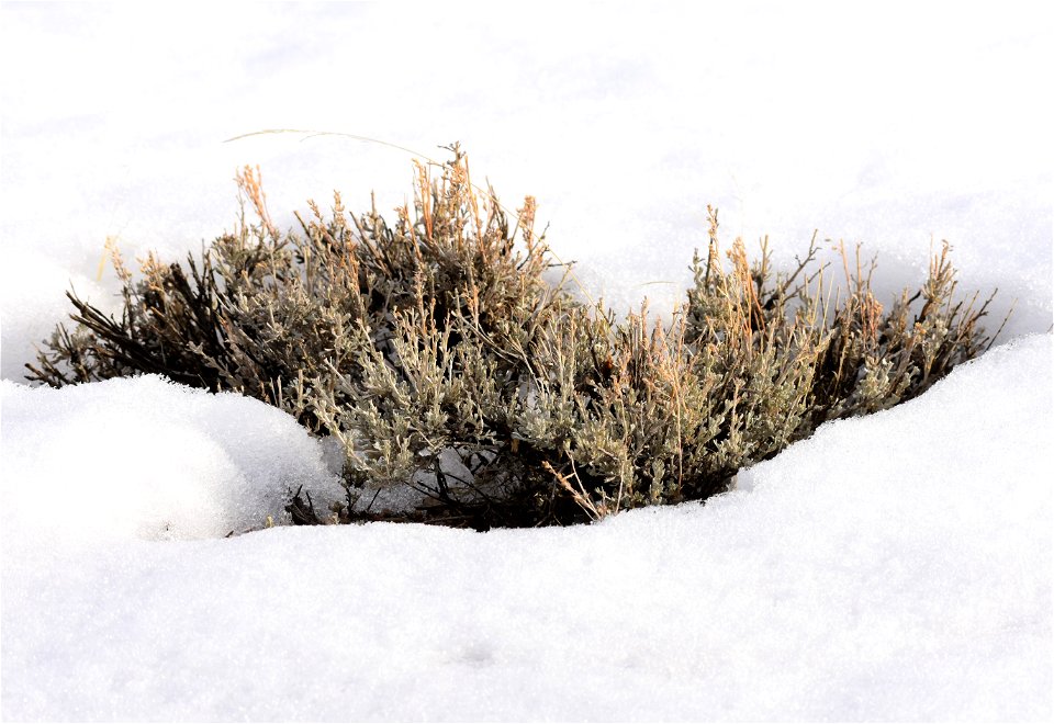 Artemesia tridentata var. wyomingensis Wyoming big sagebrush