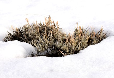 Artemesia tridentata var. wyomingensis Wyoming big sagebrush