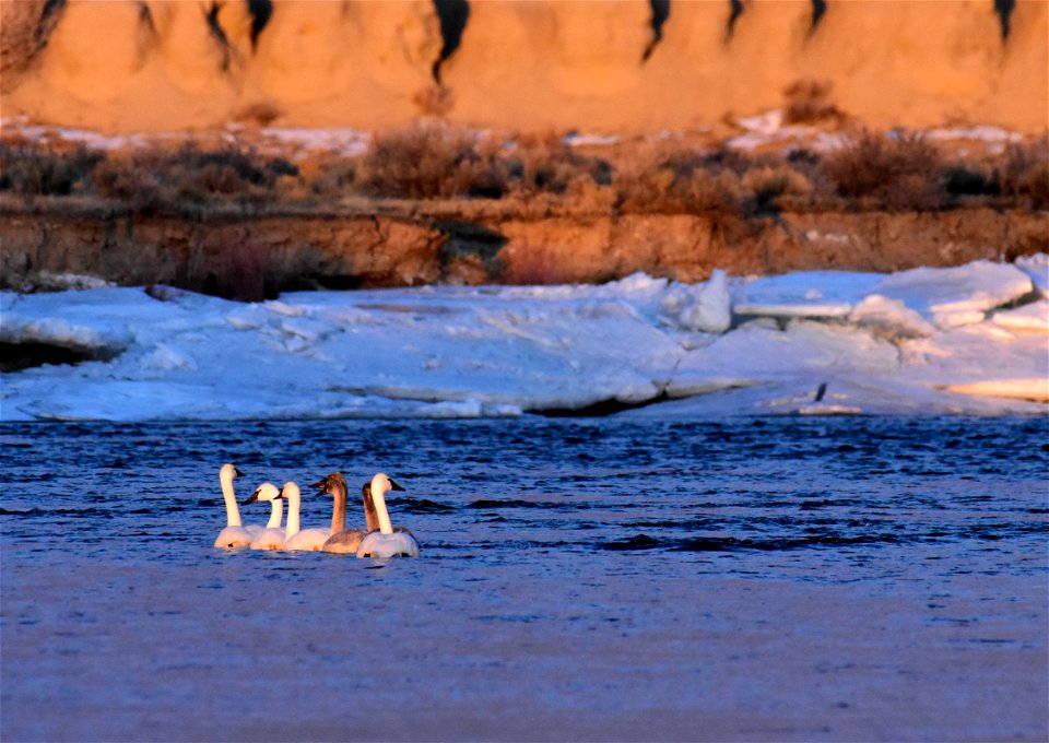 Trumpeter swans at Seedskadee National Wildlife Refuge
