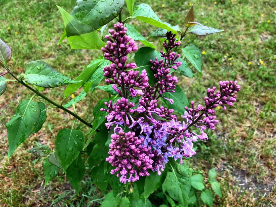 Lilac For the Win