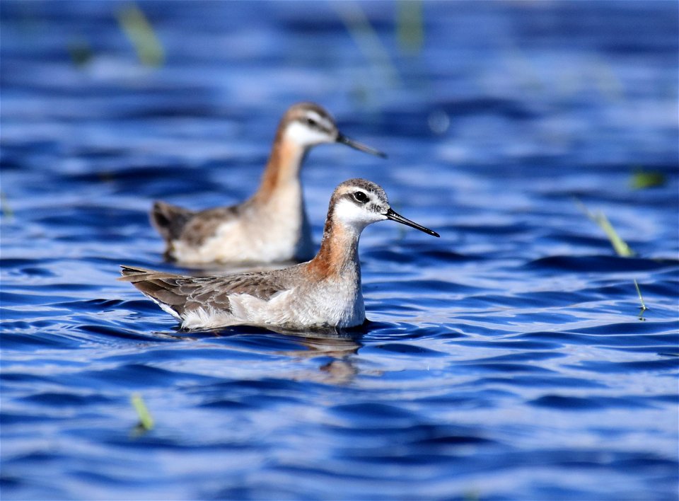 Wilson's phalarope at Seedskadee National Wildlife Refuge
