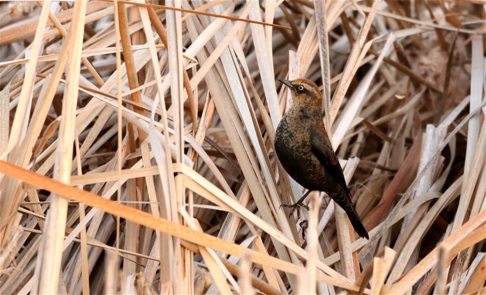 Rusty Blackbird Huron Wetland Management District South Dakota