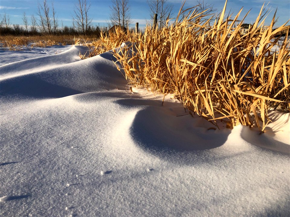 2022/365/10 Snow Drift vs Grass photo