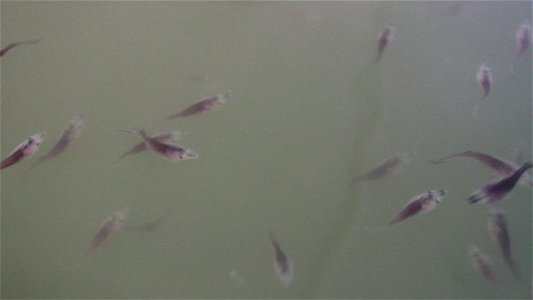 Paddlefish-Filled Ponds at Gavins Point National Fish Hatchery
