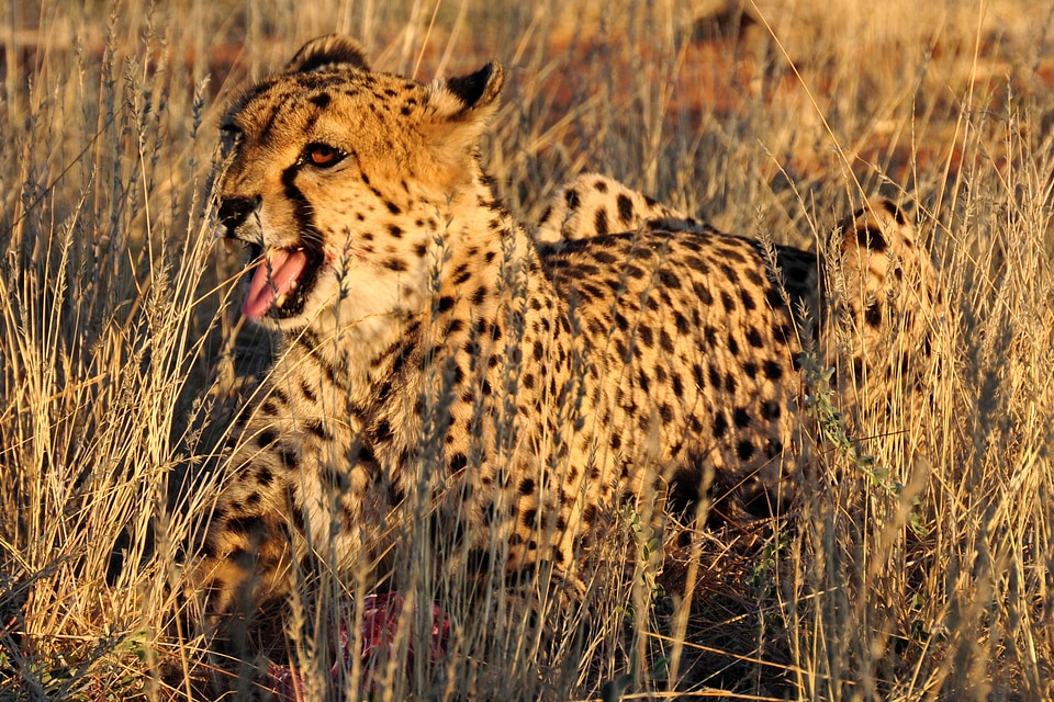 Cheetah in Africa photo
