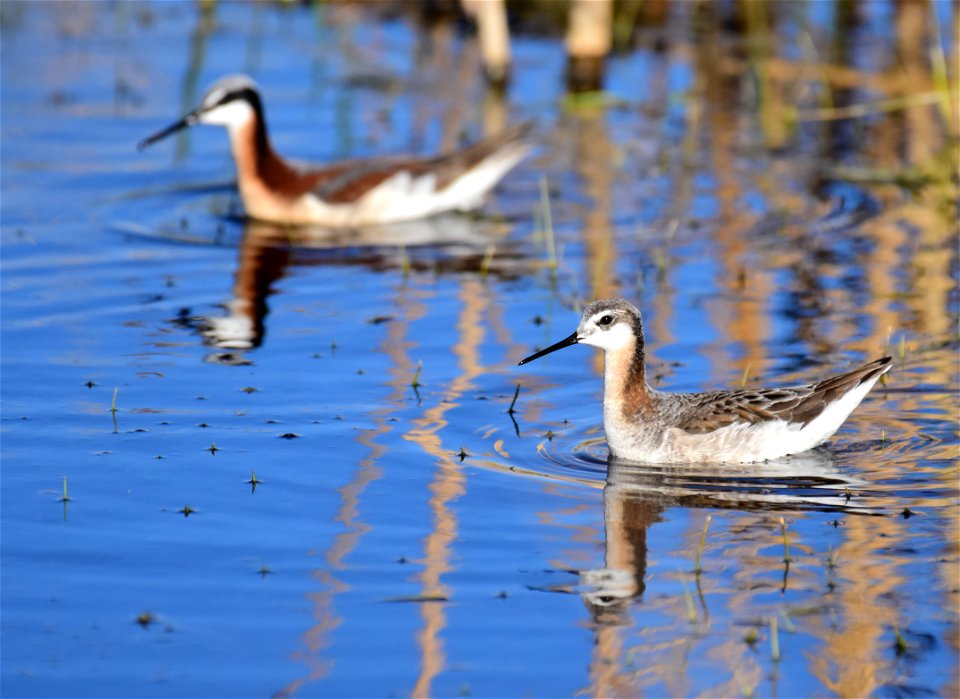 Wilson's phalarope at Seedskadee National Wildlife Refuge