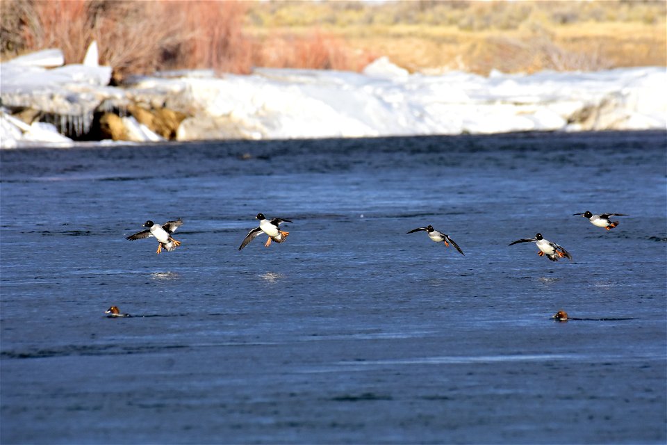 Common goldeneye at Seedskadee National Wildlife Refuge