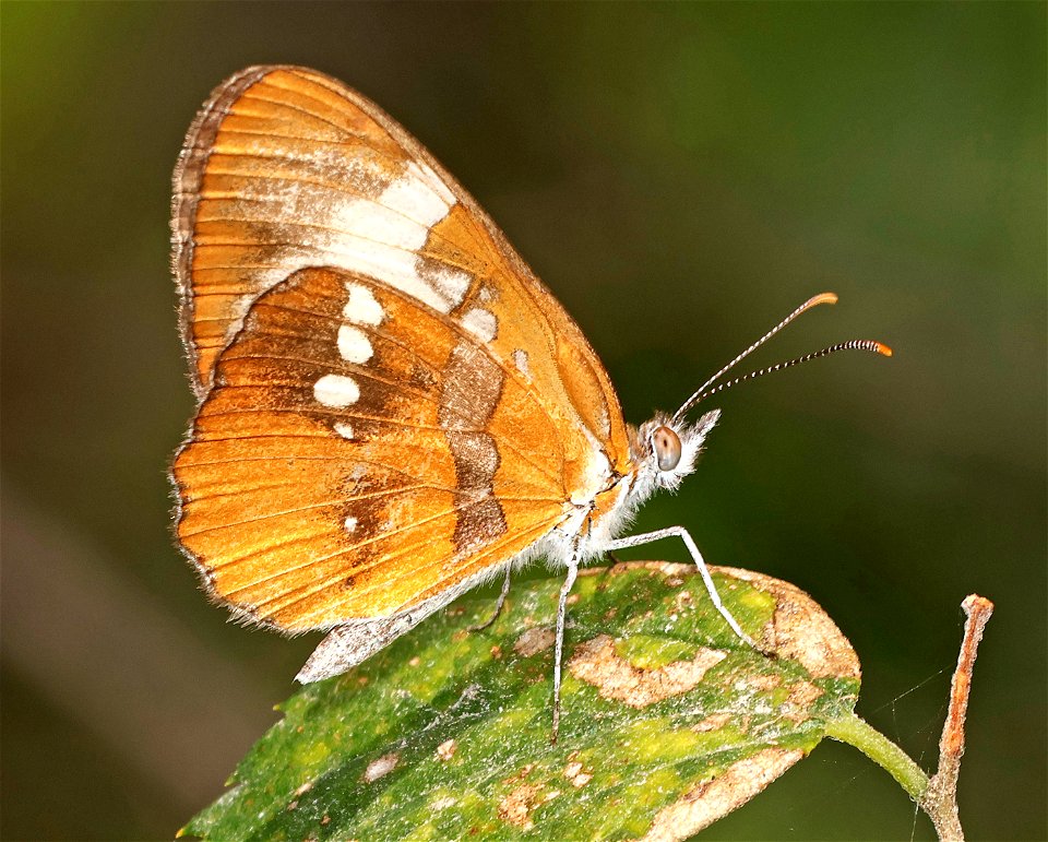 MESTRA, COMMON (Mestra amymone) (02-25-2023) national butterfly center, hidalgo co, tx -02
