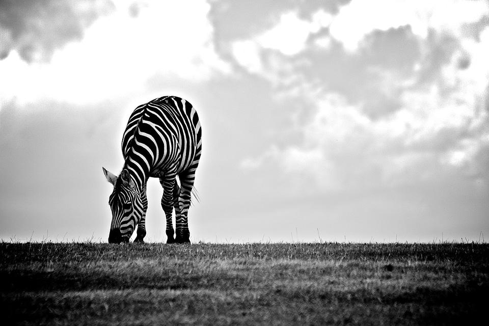 Wildlife Zebra Eating Black White photo
