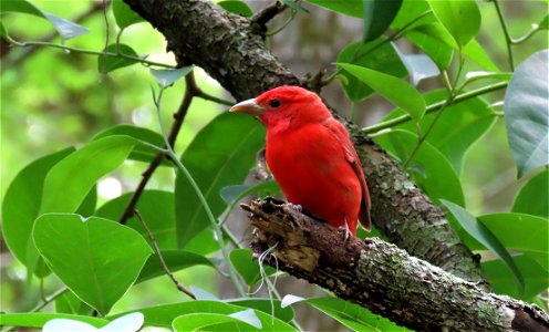 Summer Tanager photo