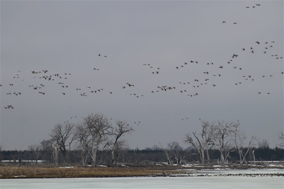 Ducks Flying over Owens Bay Lake Andes National Wildlife Refuge South Dakota