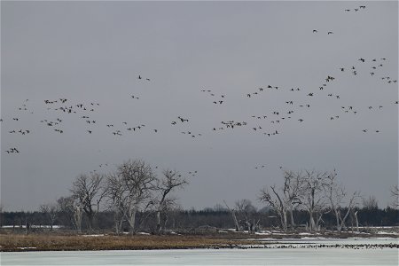 Ducks Flying over Owens Bay Lake Andes National Wildlife Refuge South Dakota photo