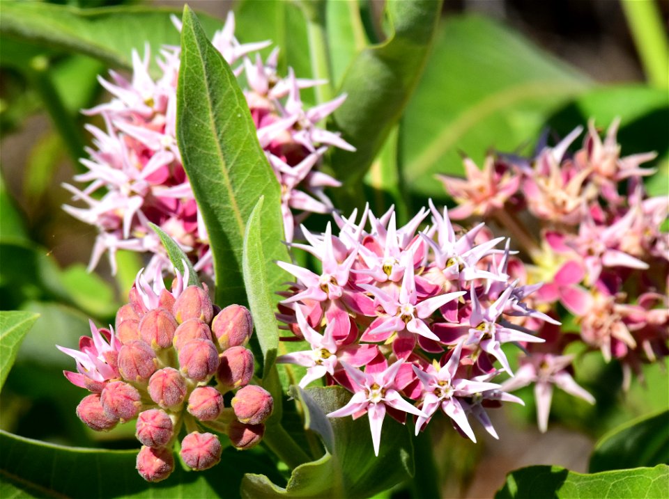 Showy milkweed (Aesclepias speciosa) at Seedskadee National Wildlife Refuge