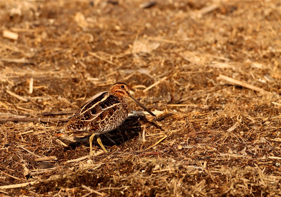 Wilson's Snipe Huron Wetland Management District