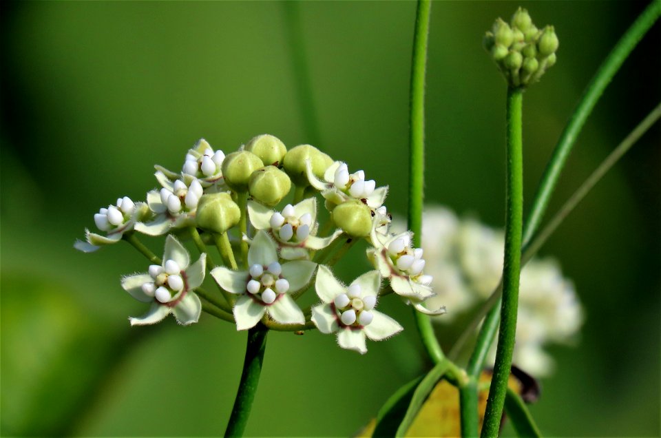 White Milkweed Vine