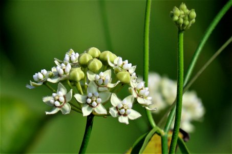 White Milkweed Vine