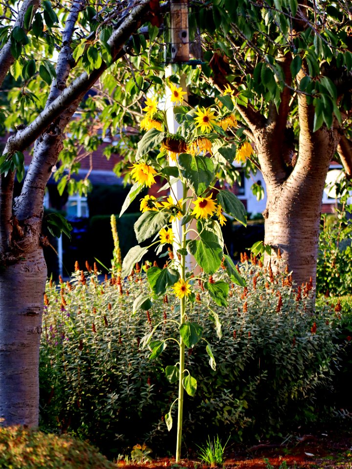 Sandbach Sunflower photo