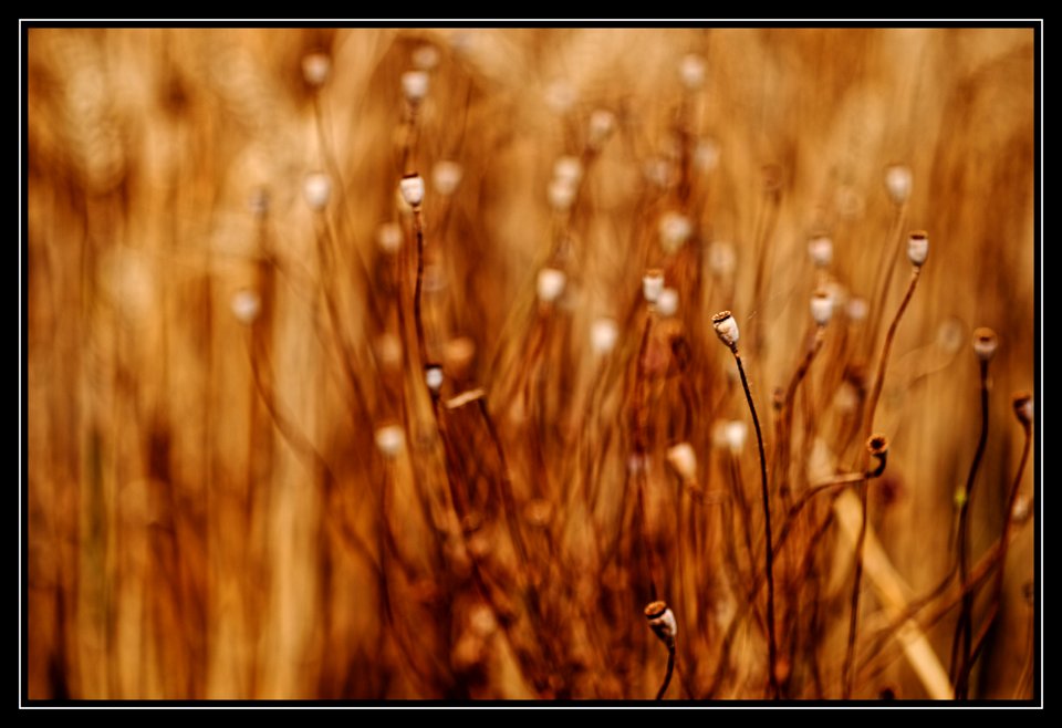 field walk