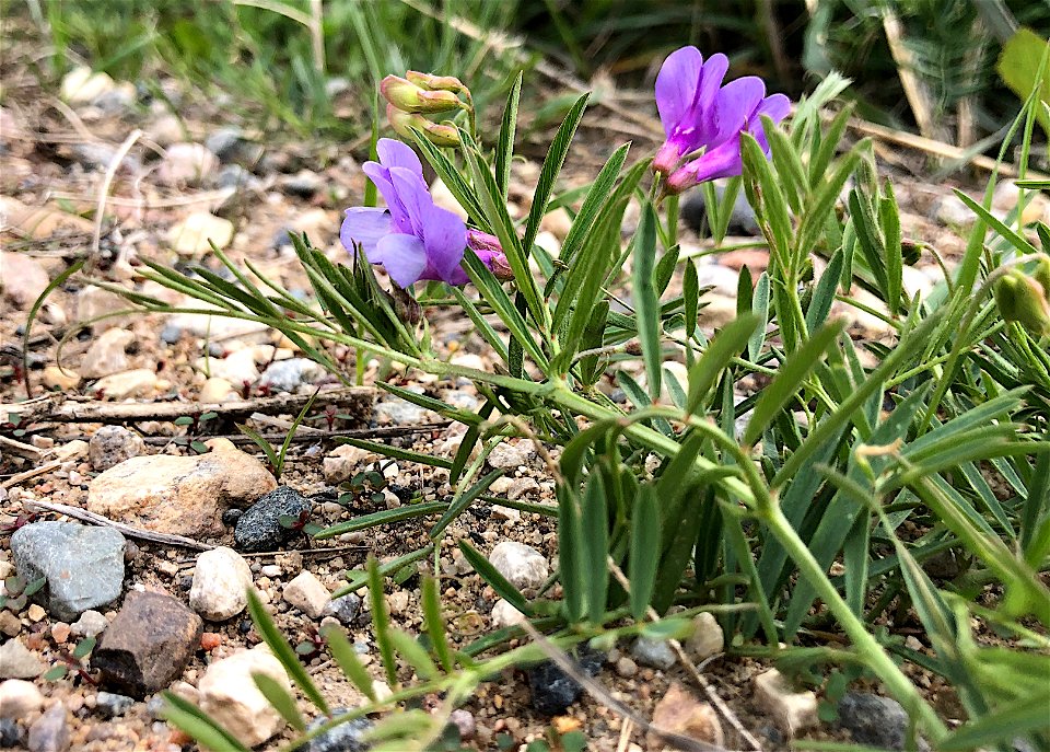 2022/365/149 Roadside Surprise