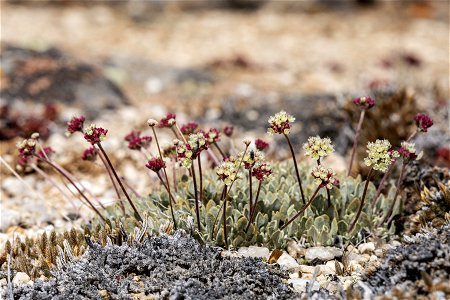 Eriogonum ovalifolium