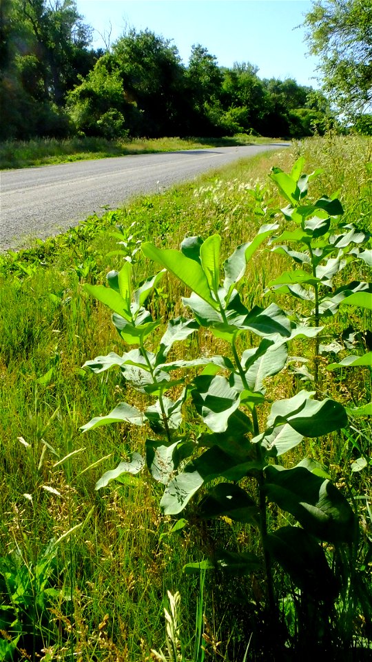 Roadside Milkweed at DeSoto National Wildlife Refuge in Iowa