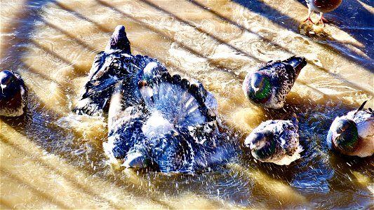 Pigeons Bathing