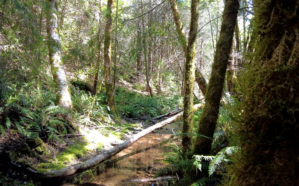 Bridge Creek Acquisition
