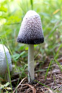 Freshly sprouted mushroom