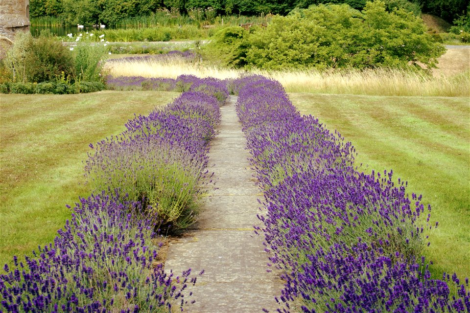 Lavender Walk
