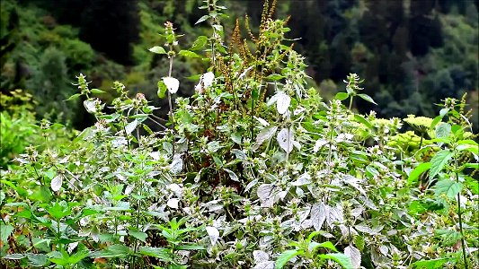 Çahçor Yaylası Senoz Çayeli Rize (4.bölüm)