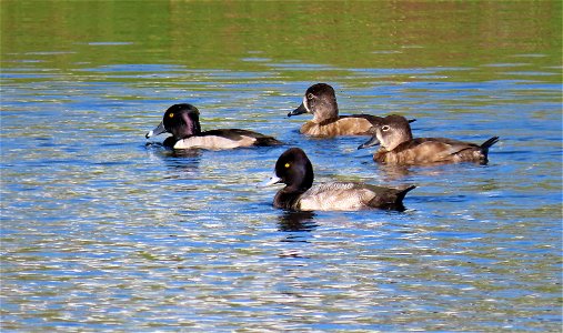 Lesser Scaup with Ring-necked Ducks photo