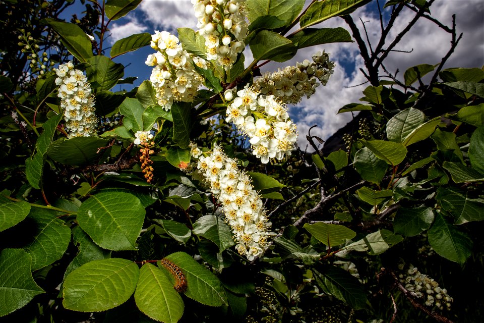 Chokecherry - Prunus virginiana