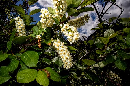 Chokecherry - Prunus virginiana photo