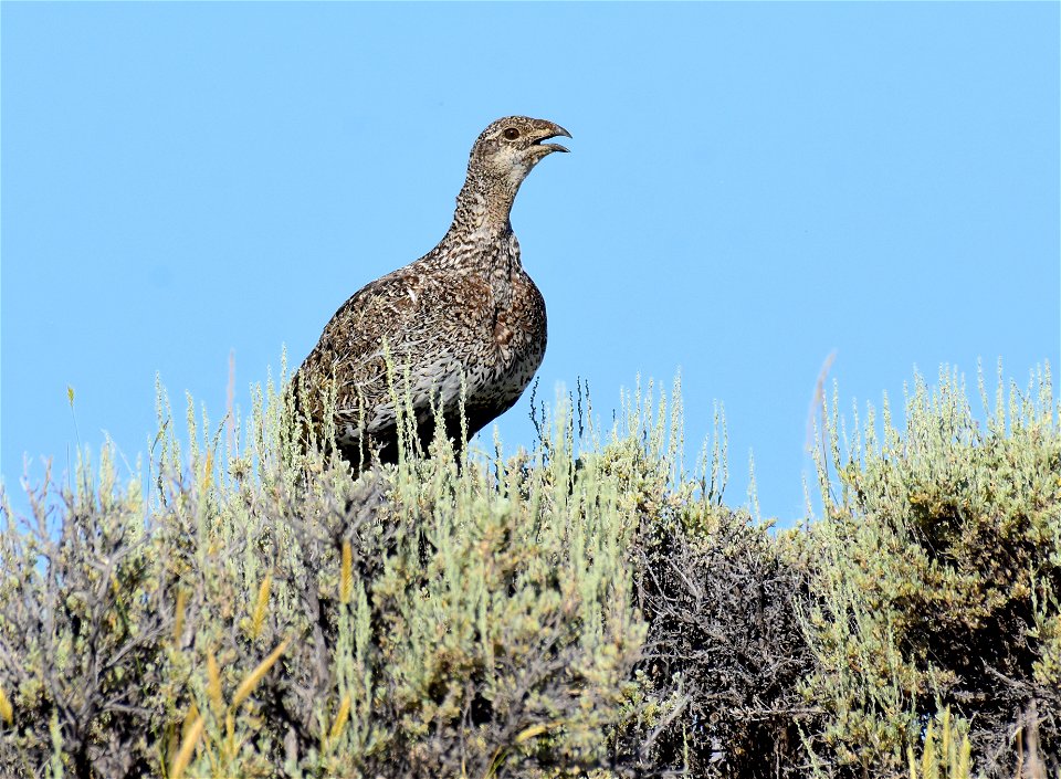 Greater sage-grouse at Seedskadee National Wildlife Refuge