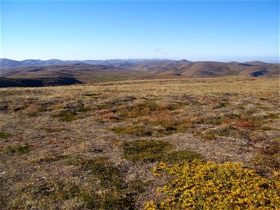 Lichen moss habitat