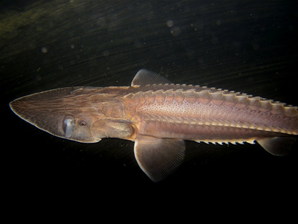 Pallid Sturgeon photo