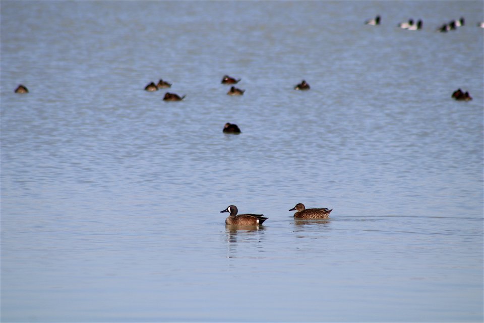 Waterfowl Lake Andes National Wildlife Refuge South Dakota