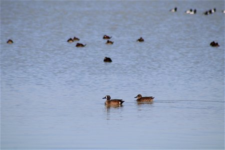 Waterfowl Lake Andes National Wildlife Refuge South Dakota photo