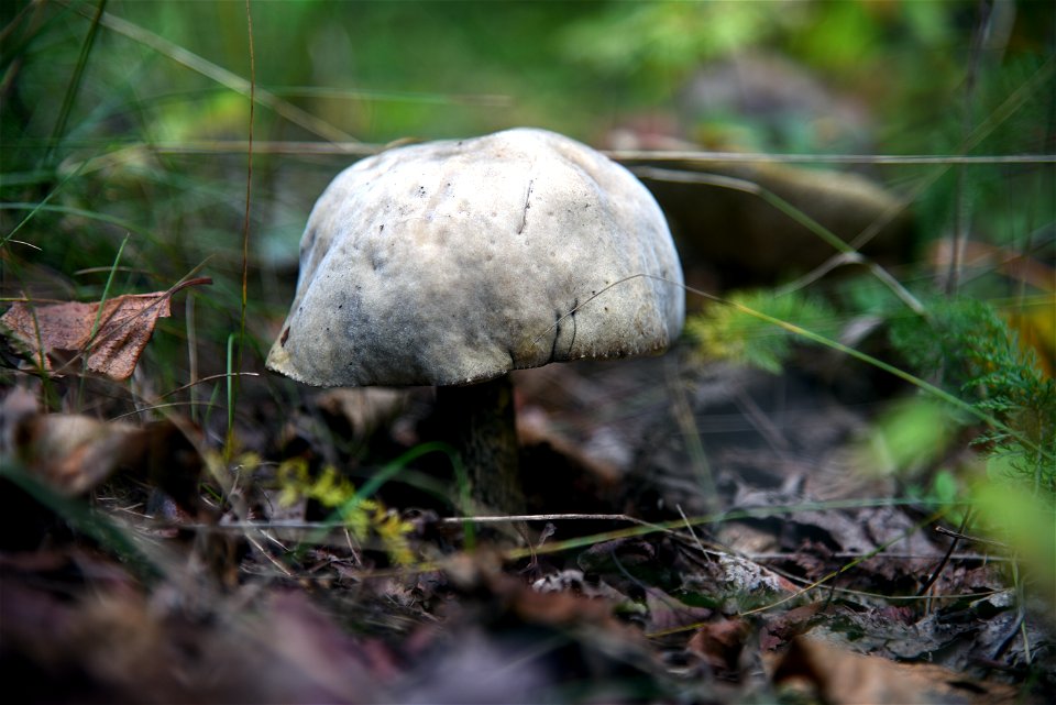 Bolete mushroom