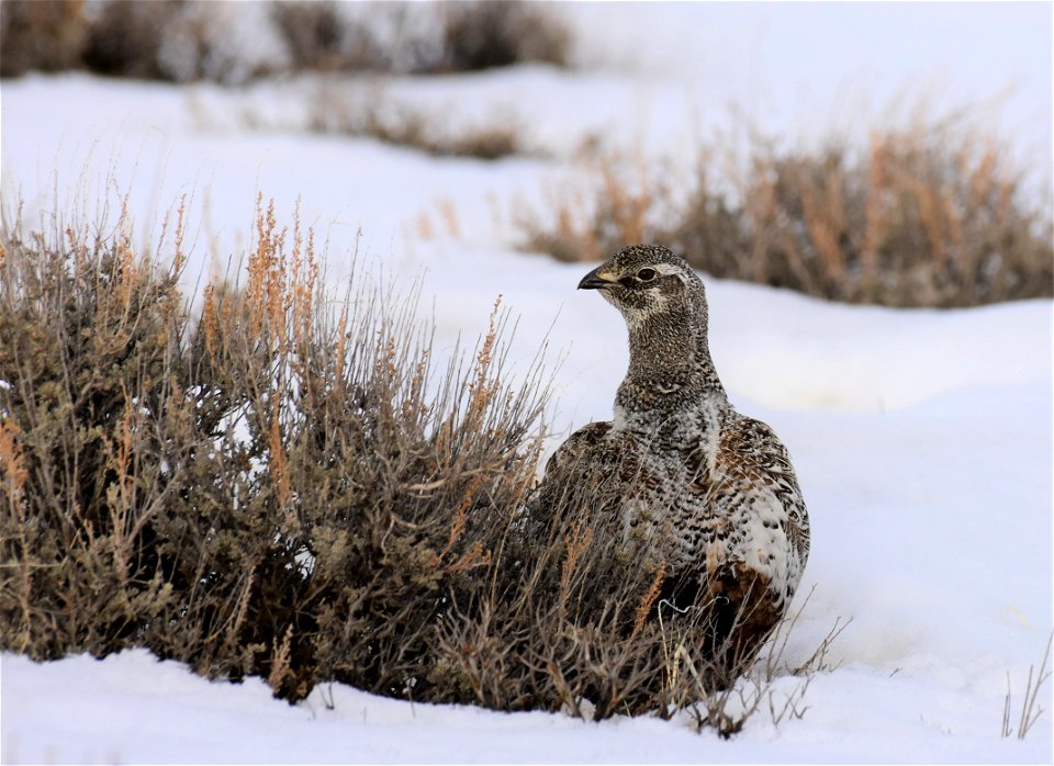 Greater sage-grouse on Seedskadee National Wildlife Refuge
