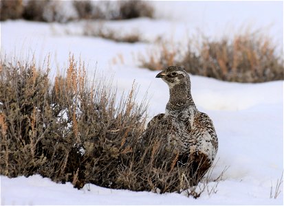 Greater sage-grouse on Seedskadee National Wildlife Refuge