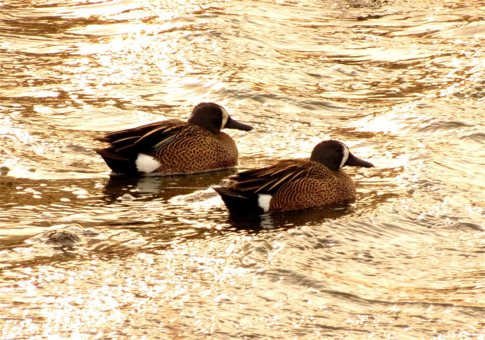 Blue-winged teal